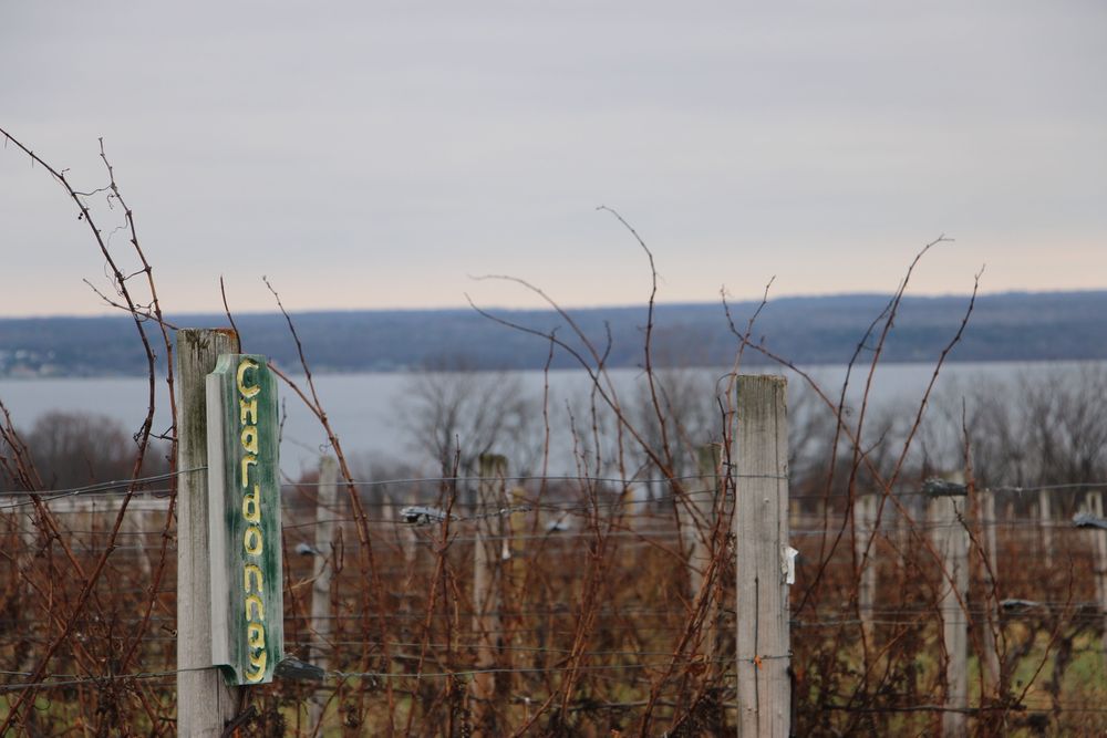 Deck the Halls! Exploring DogFriendly Vineyards Around Seneca Lake