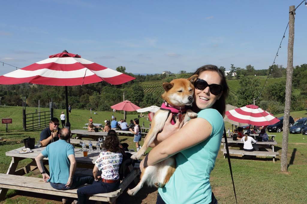 Exploring Dog-Friendly Vineyards Near Delaplane, Virginia