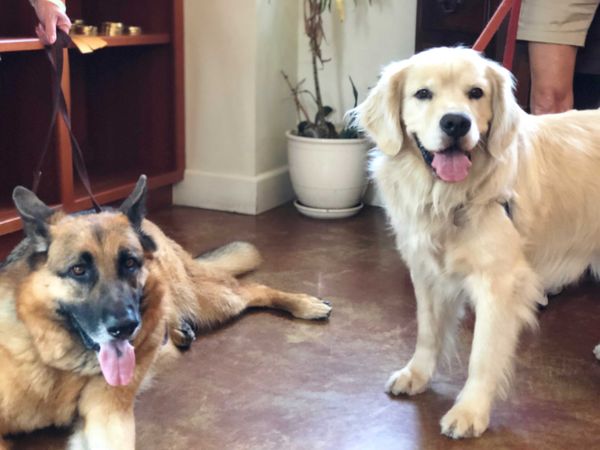 California Has Most Dog-Friendly Wineries in U.S.